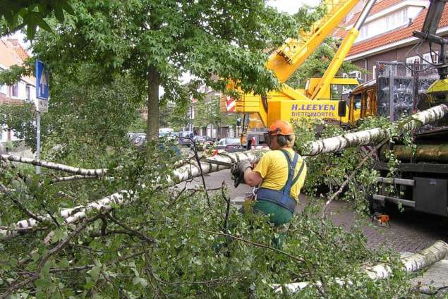 rooien berken boom in eindhoven breda tilburg biezenmortel udenhout berkel enschot esch boxtel liempde veldhoven reeshof de blaak amsterdam rotterdam dordrecht utrecht wijk en aalburg